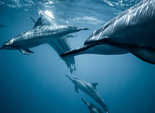 《古墓丽影:催化剂》是劳拉·克劳馥开启新篇章的起点